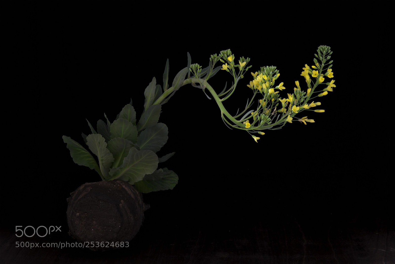 Fujifilm X-Pro2 sample photo. Cabbage flower photography