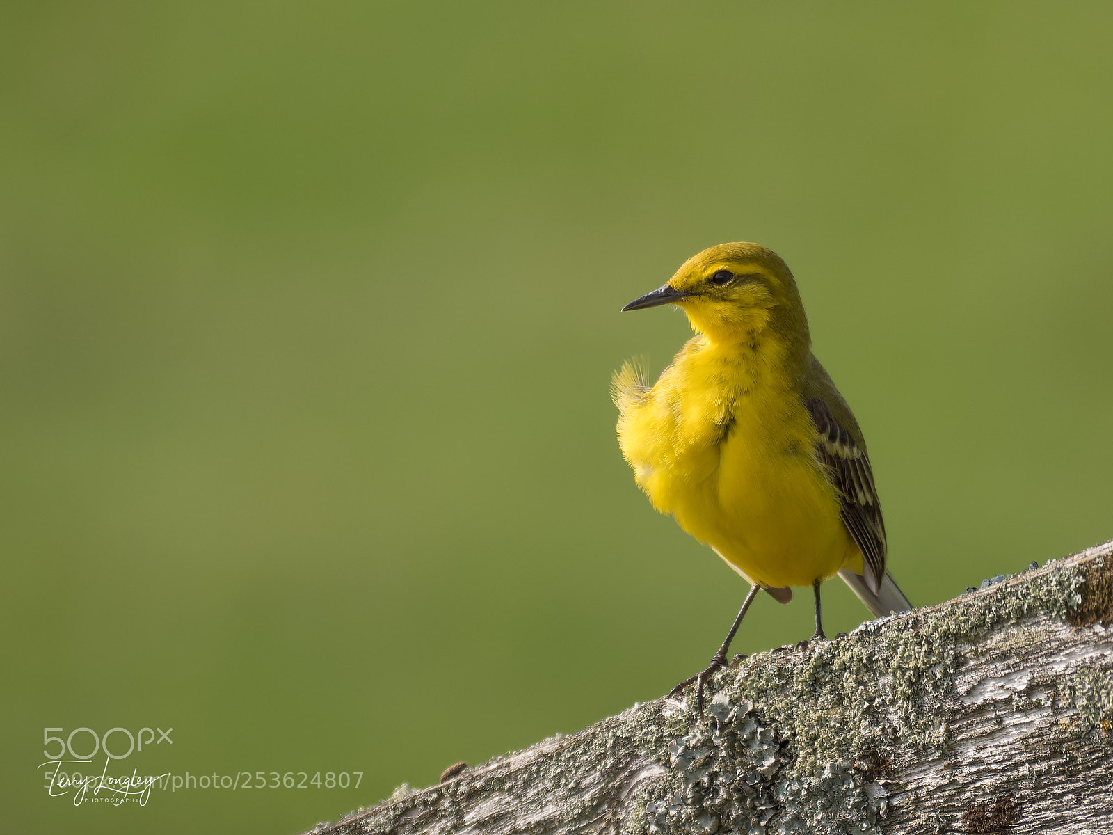 Panasonic Lumix DC-G9 sample photo. Fluffy yellow photography