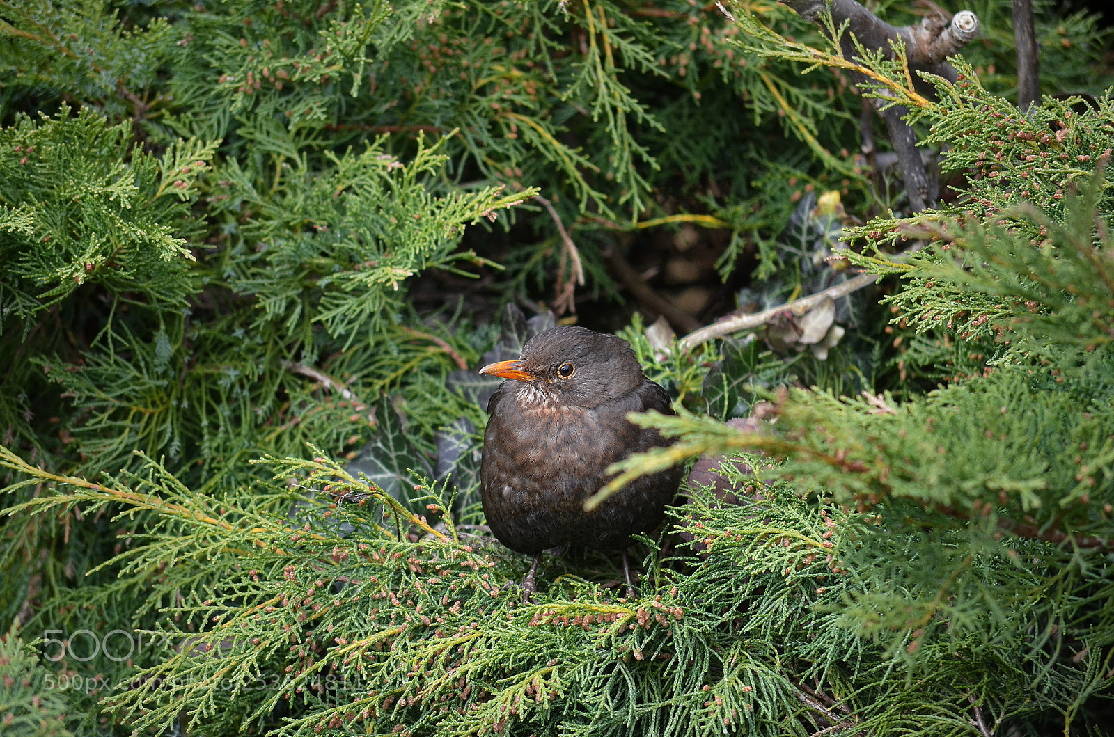 Nikon D5100 sample photo. Thrush photography