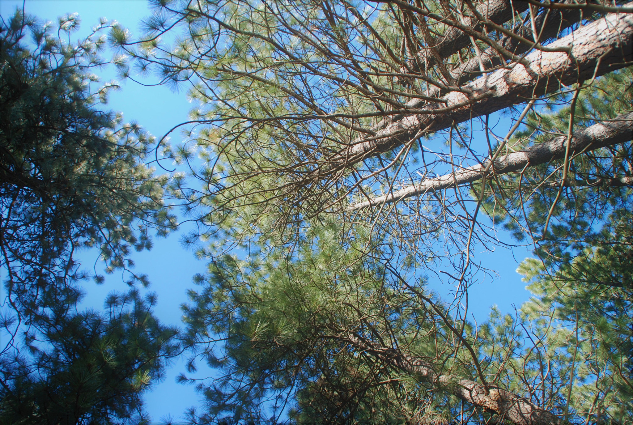 Nikon D80 sample photo. Fearofheights photography