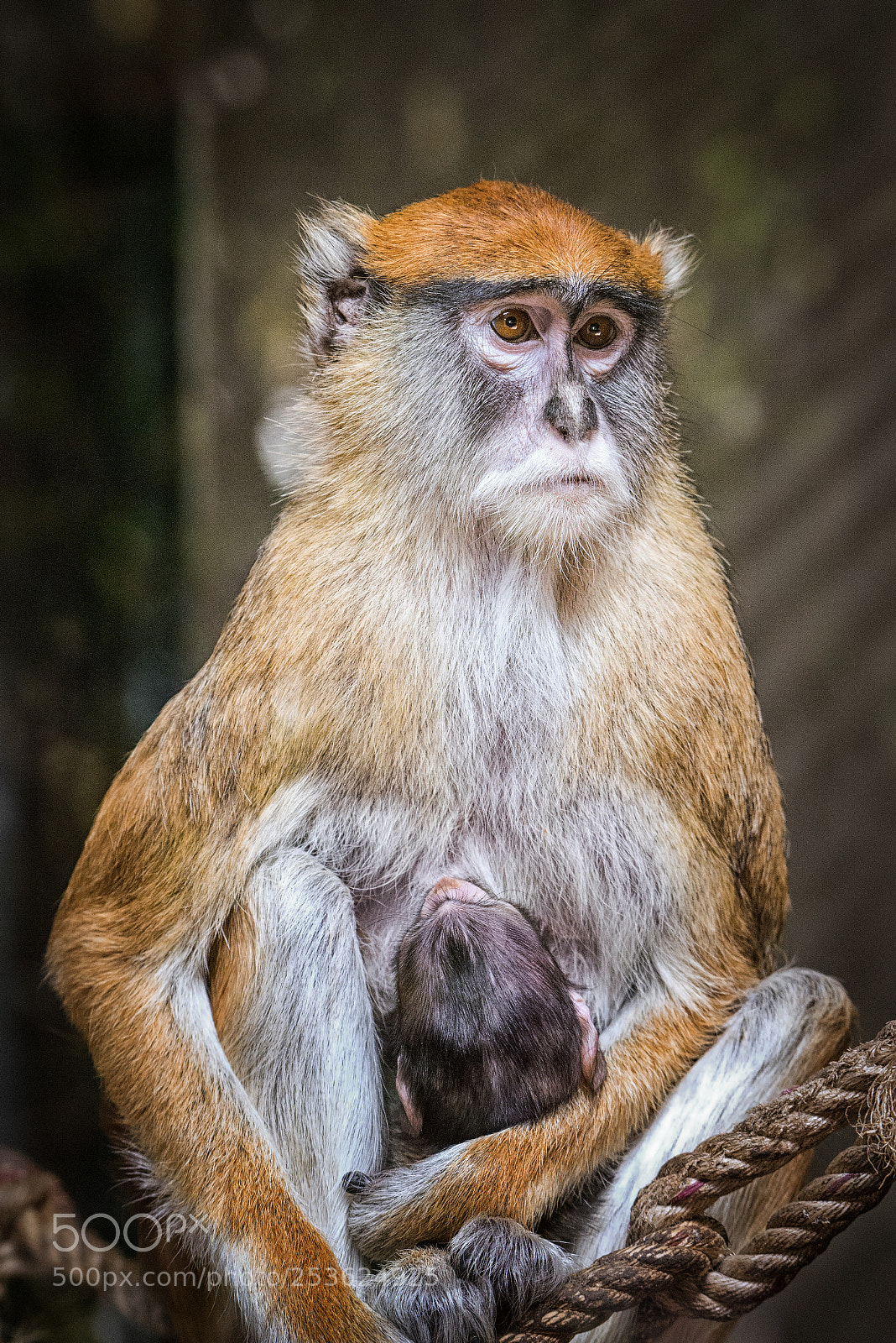 Nikon D610 sample photo. Mother's love photography