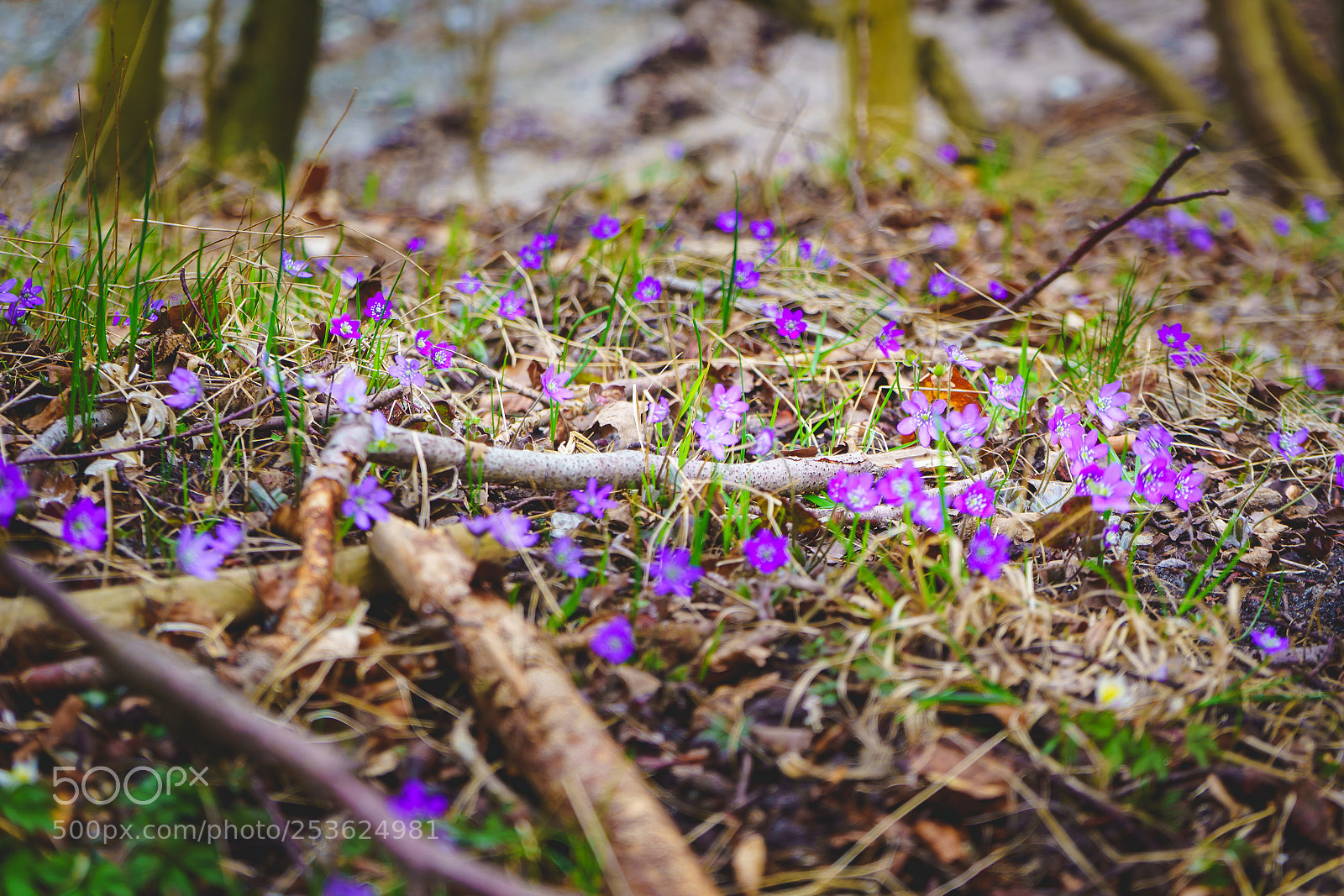 Sony a7 III sample photo. Dragerup skovvej in holb photography