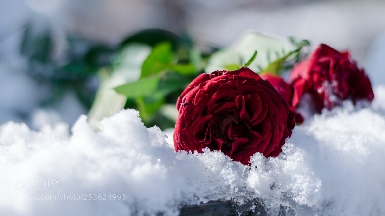 Nikon D3300 sample photo. Red and white photography