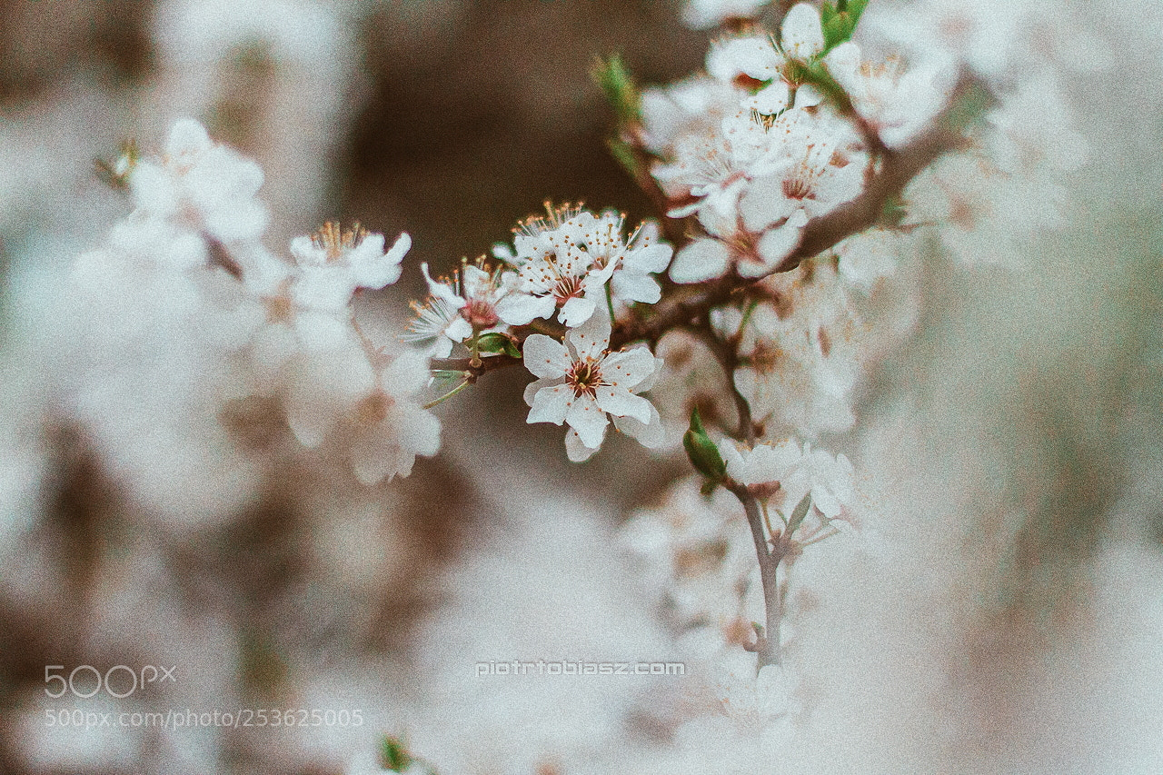 Canon EOS 7D sample photo. Flowers. photography