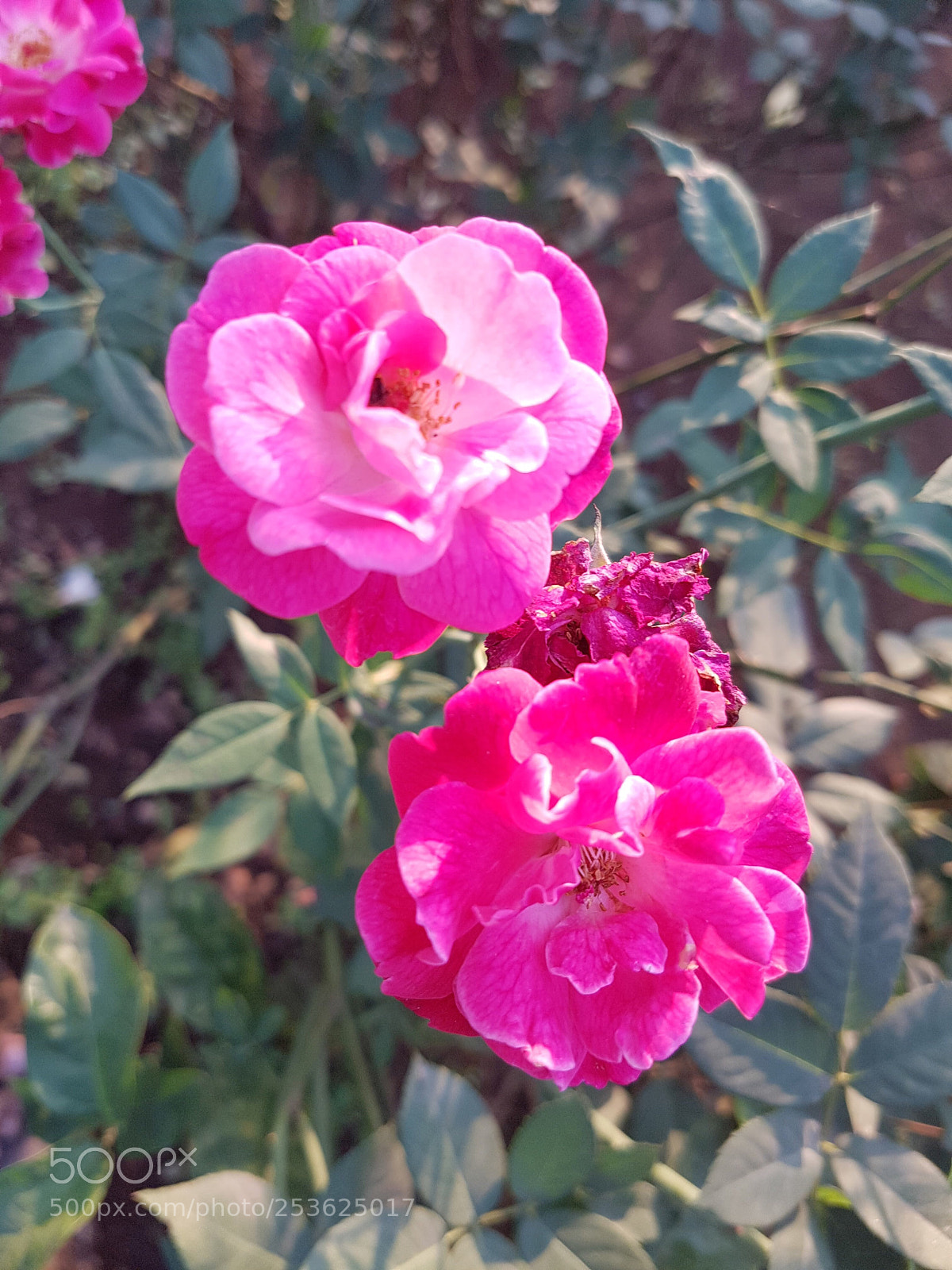 Samsung Galaxy S7 sample photo. By me took from photography