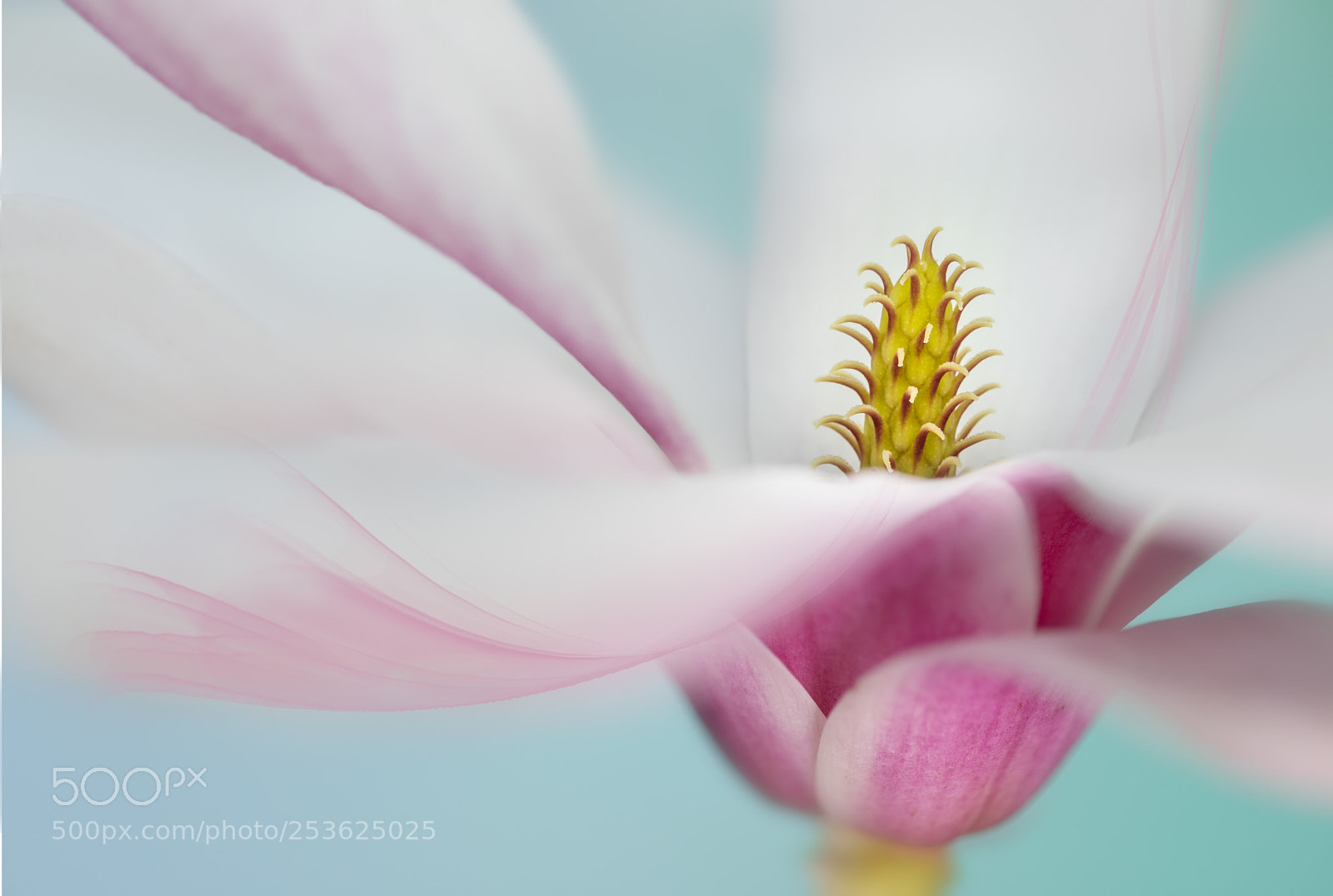 Canon EOS 5D Mark IV sample photo. Magnolia photography