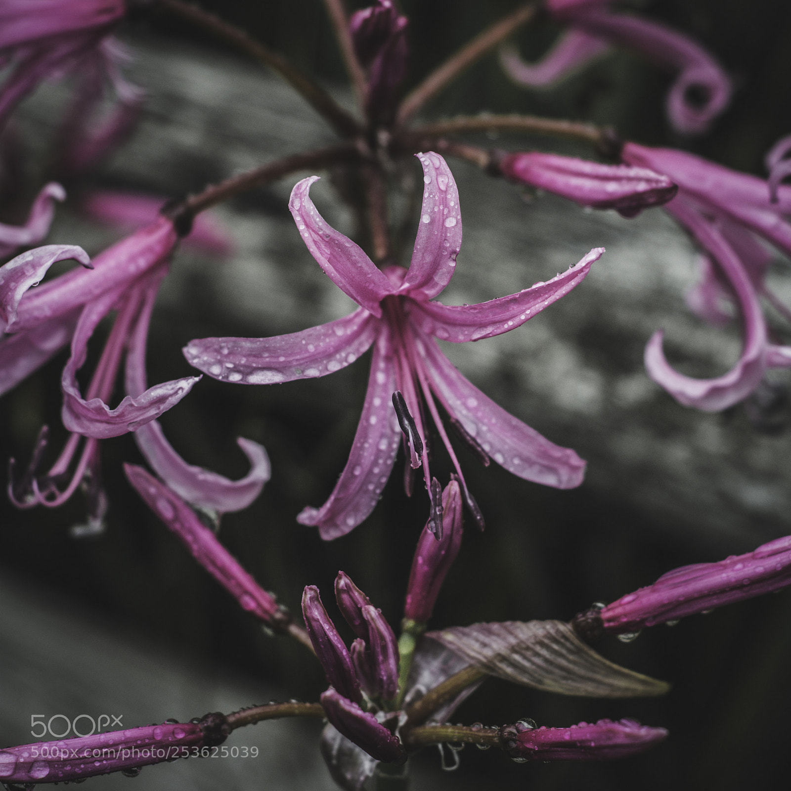 Nikon D5200 sample photo. Fuchsia burst photography