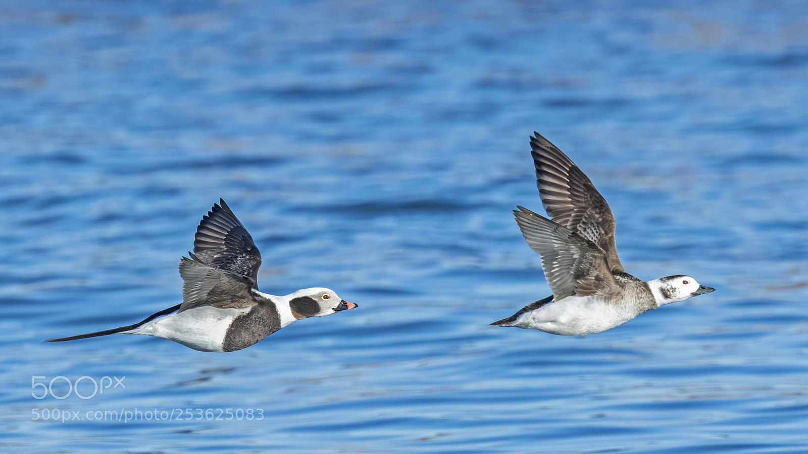 Nikon D850 sample photo. Long - tailed duck photography