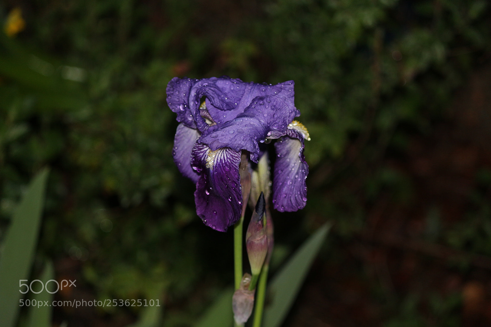 Canon EF-S 55-250mm F4-5.6 IS II sample photo. Untitled photography