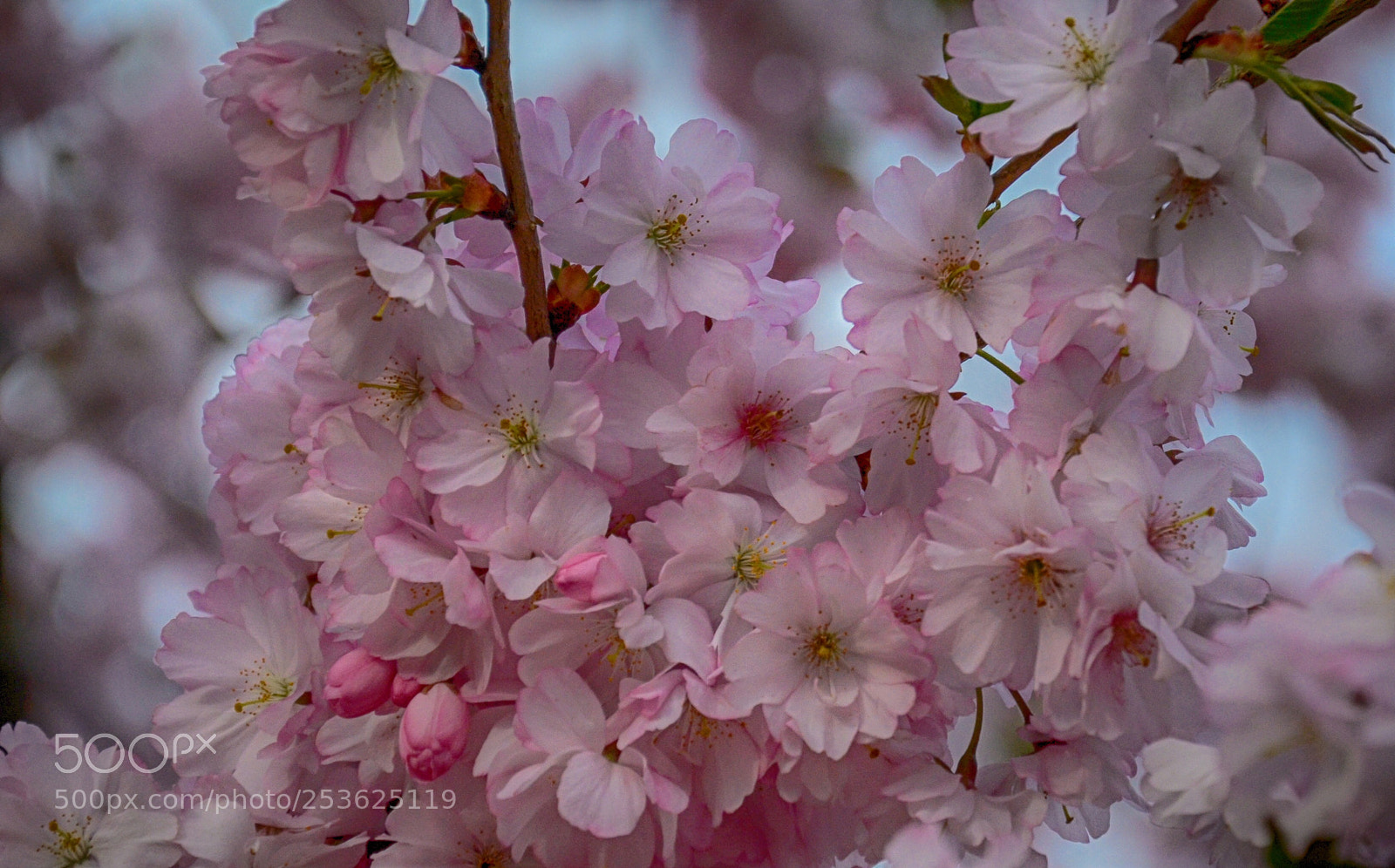 Nikon D7000 sample photo. Tree blossom photography