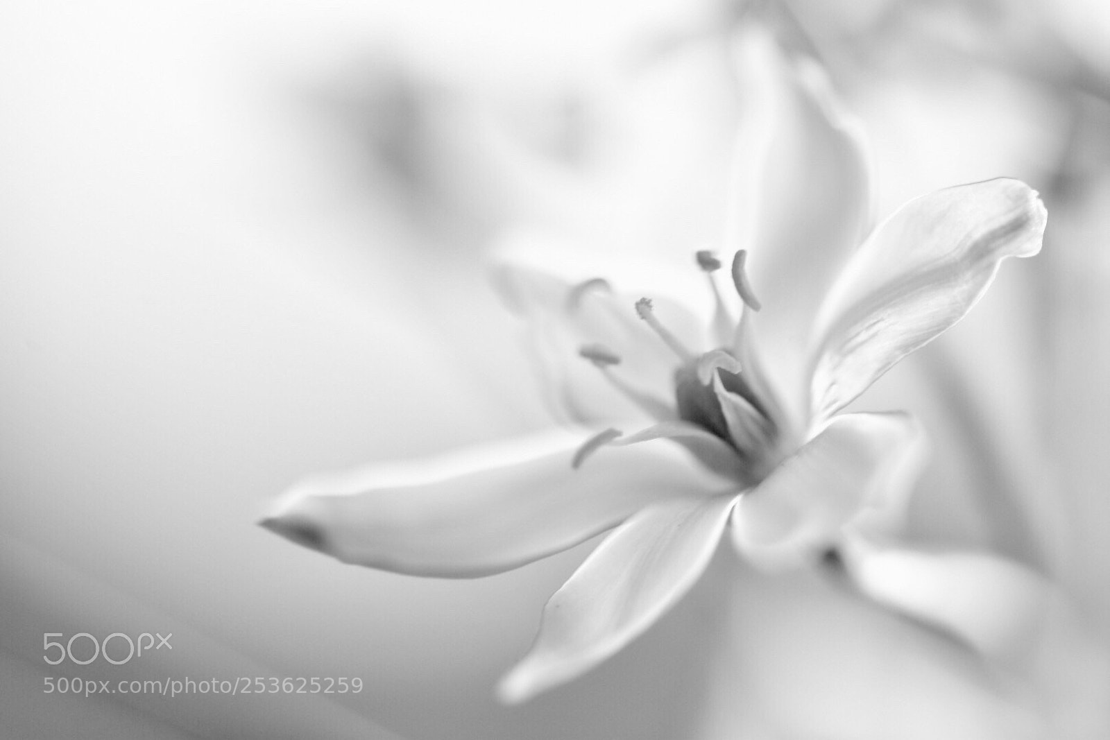 Nikon D7200 sample photo. Black and white photography