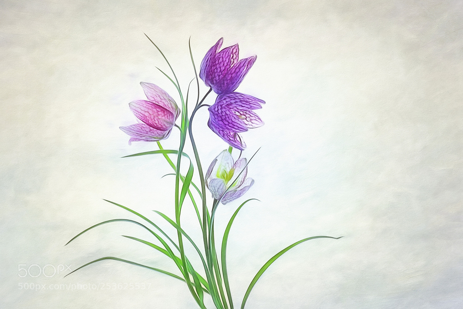 Canon EOS 5D Mark IV sample photo. Snake's head fritillary photography