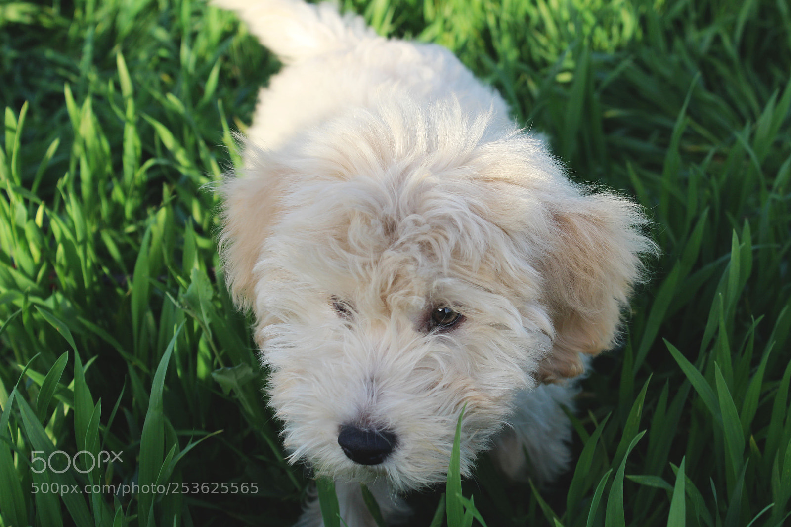 Canon EOS 100D (EOS Rebel SL1 / EOS Kiss X7) sample photo. Puppy photography