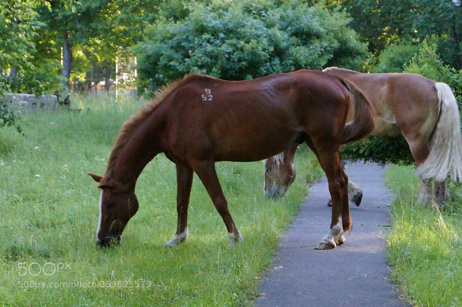 Sony SLT-A57 sample photo. Untitled photography