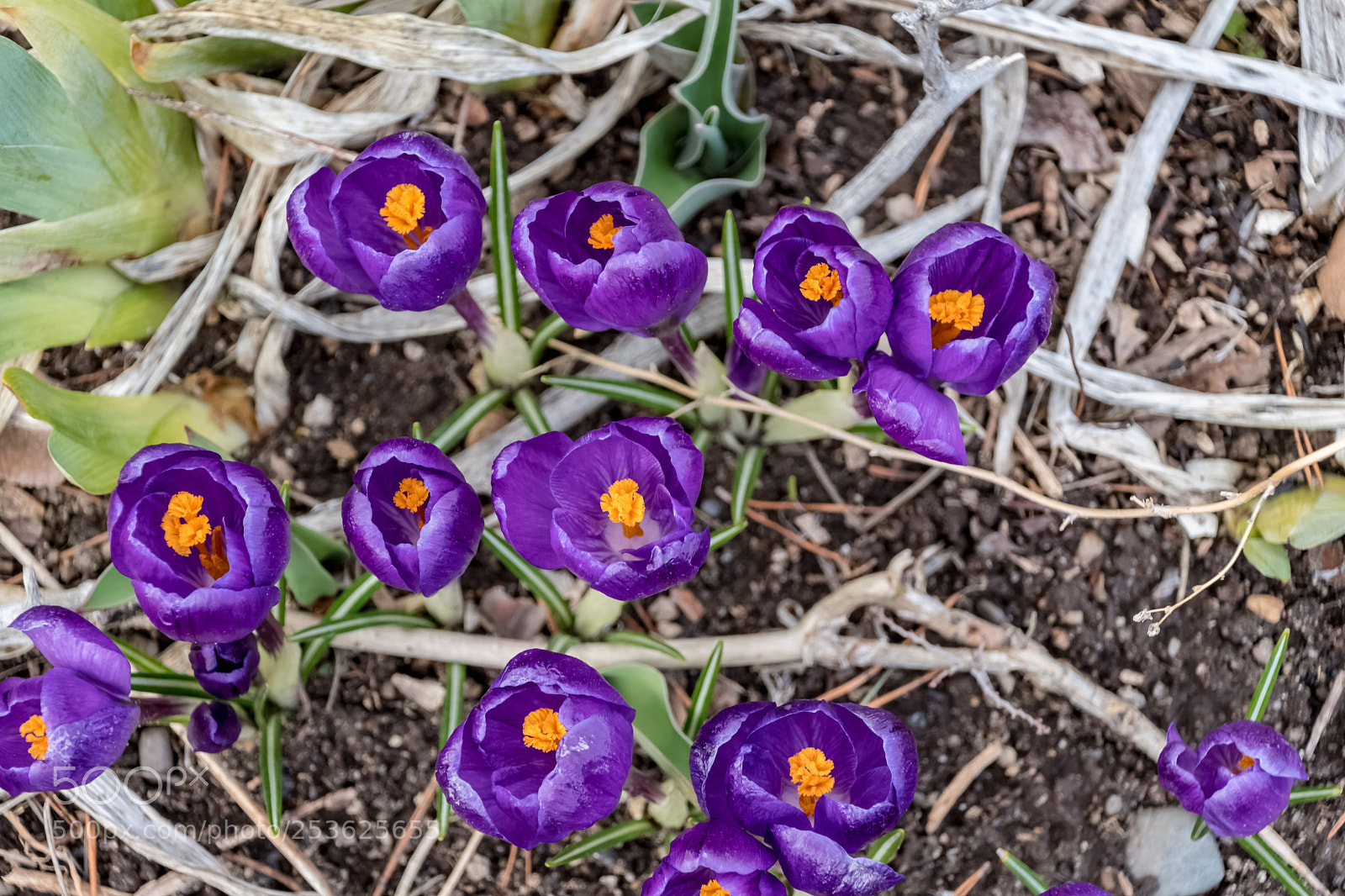 Nikon D500 sample photo. Spring flowers photography