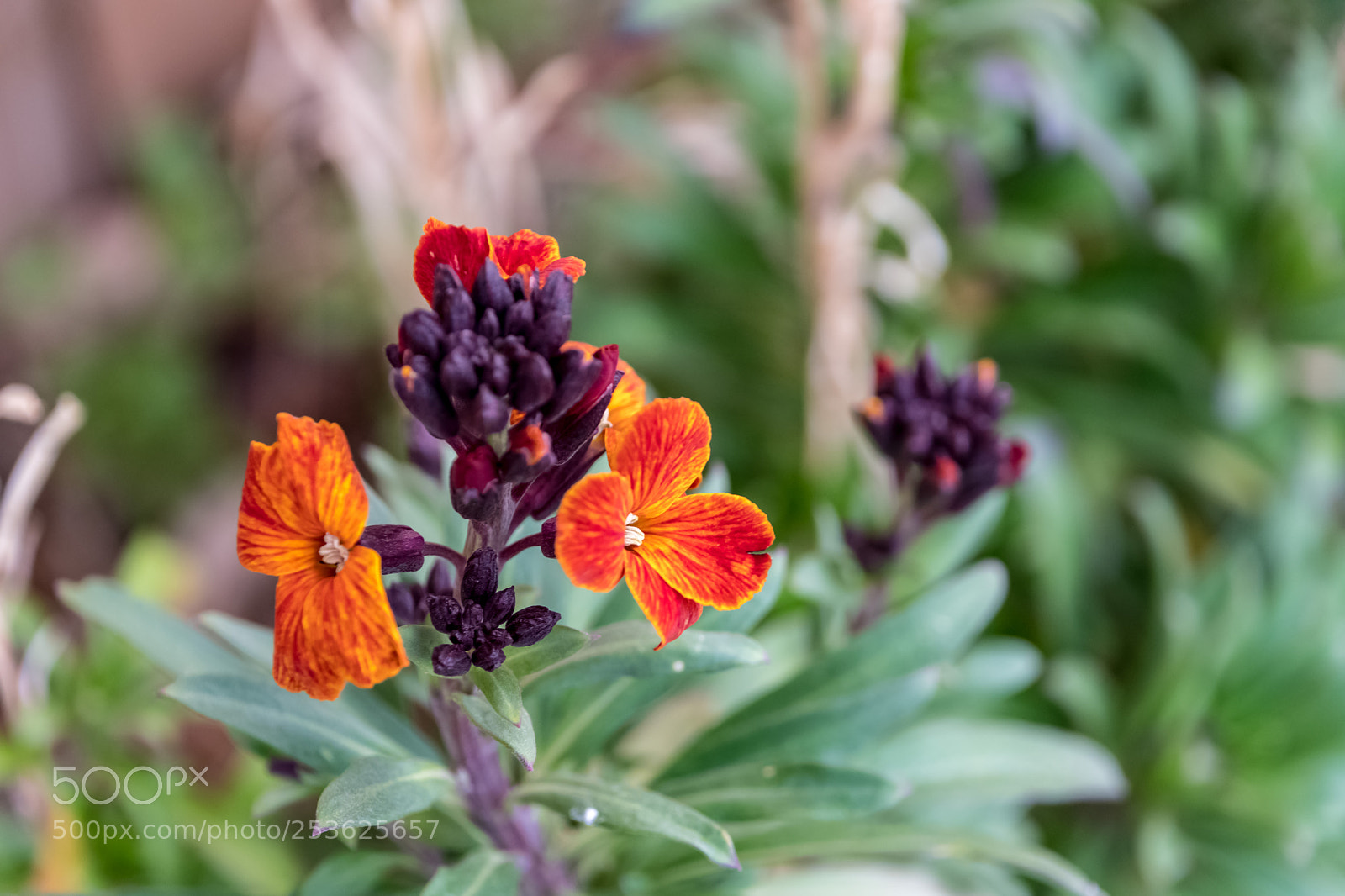 Nikon D500 sample photo. More spring flowers photography
