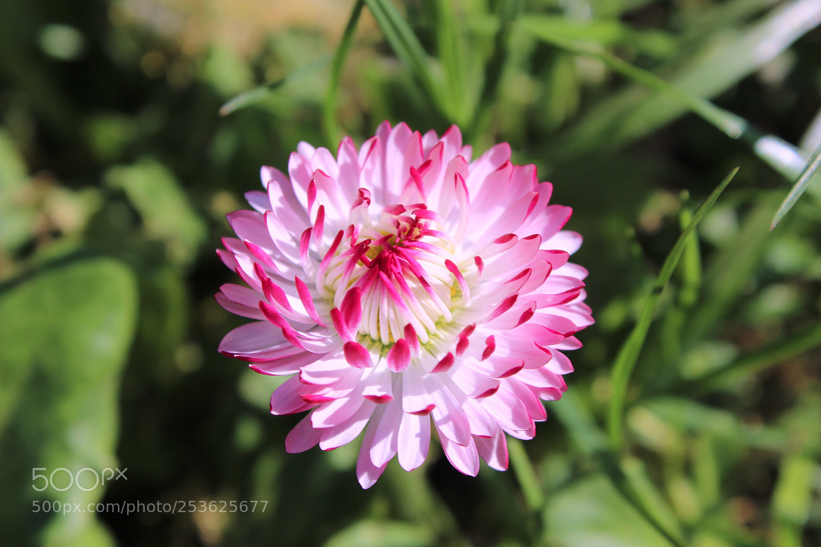 Canon EOS 600D (Rebel EOS T3i / EOS Kiss X5) sample photo. Spring is here... photography