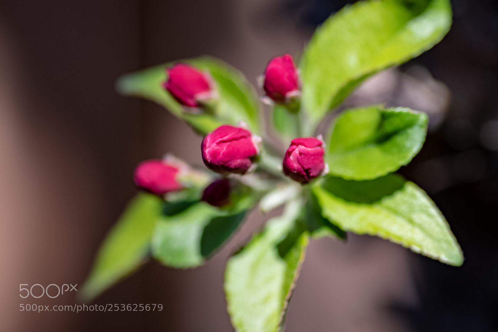 Nikon D500 sample photo. Crab apple in bloom photography