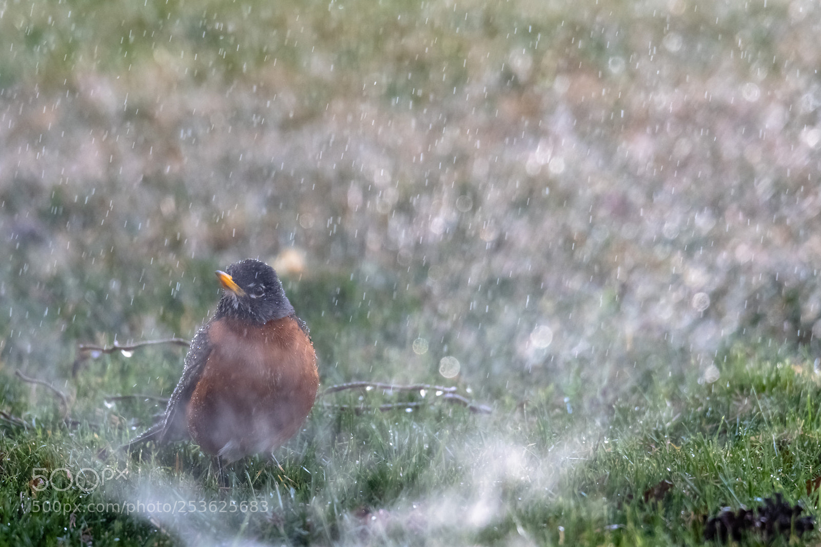 Nikon D500 sample photo. Singing in the rain photography