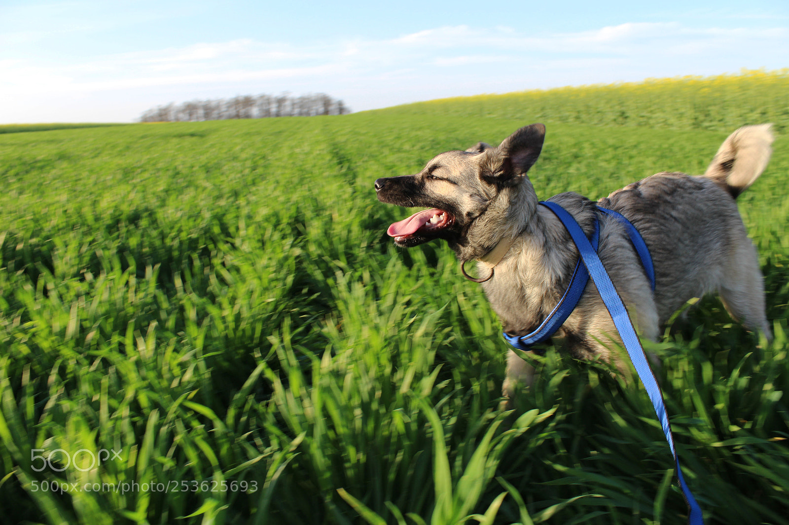 Canon EOS 100D (EOS Rebel SL1 / EOS Kiss X7) sample photo. Puppy photography