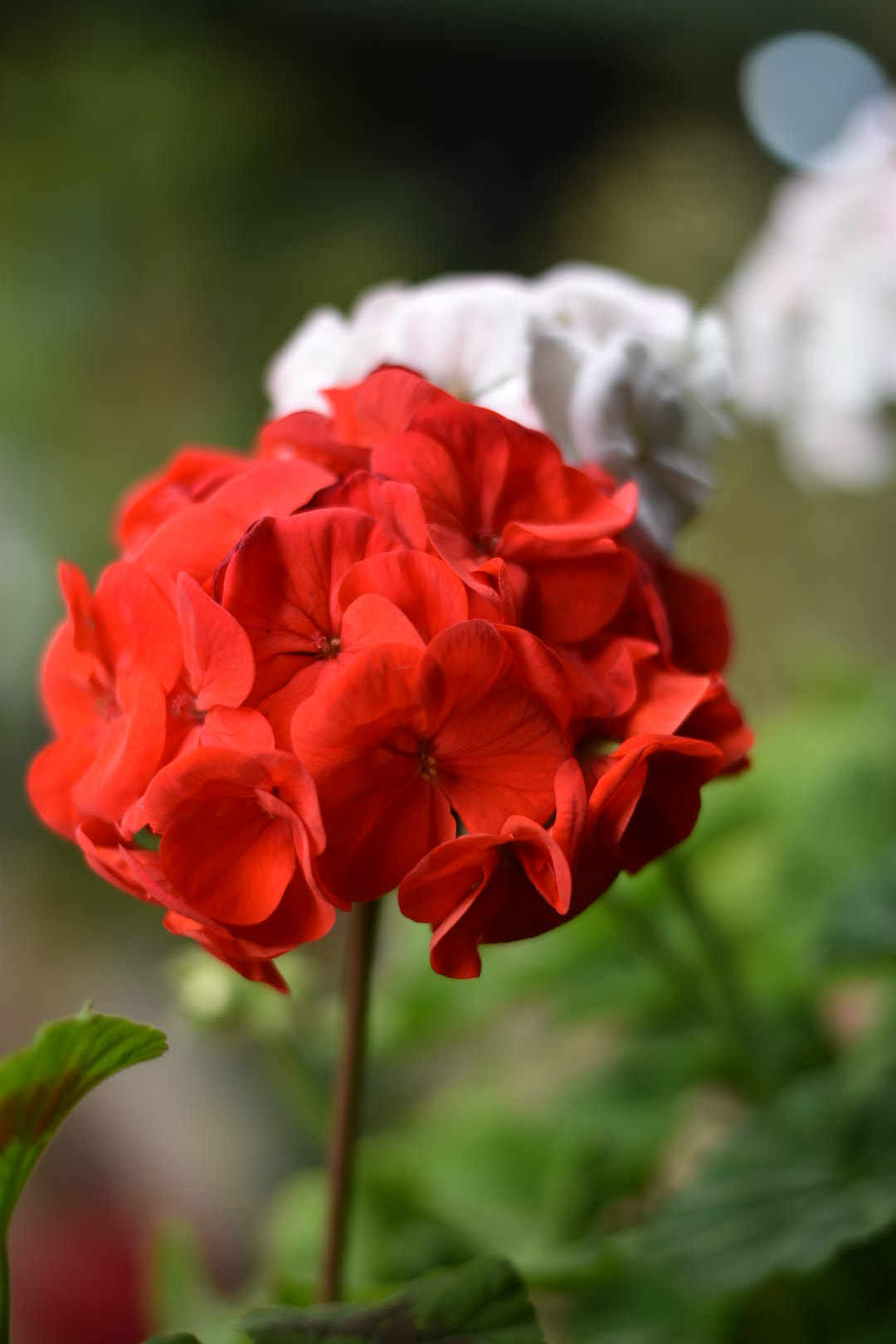 Nikon D5600 + Nikon AF-S Nikkor 50mm F1.8G sample photo