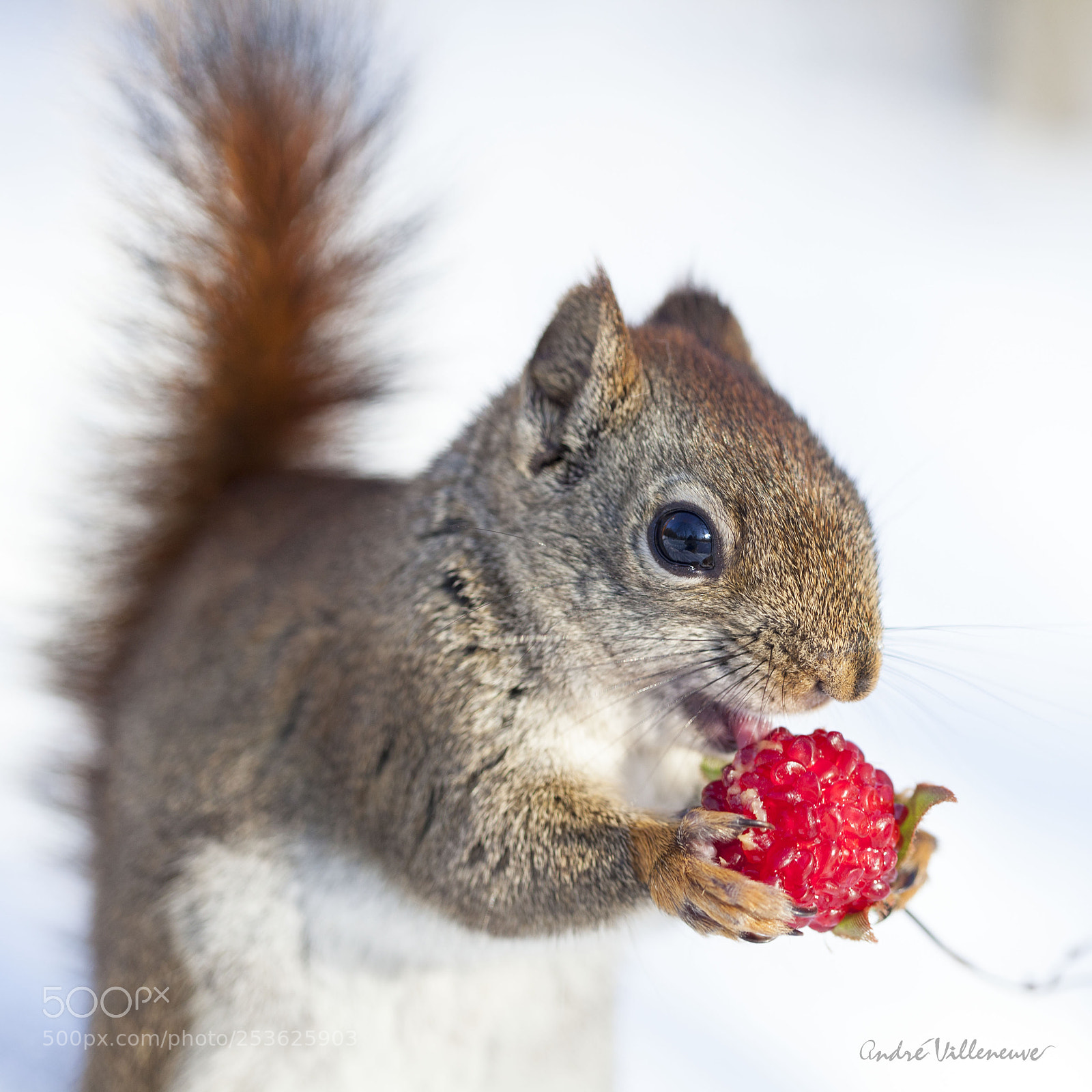 Canon EOS 5D Mark II sample photo. Le rouge et le photography