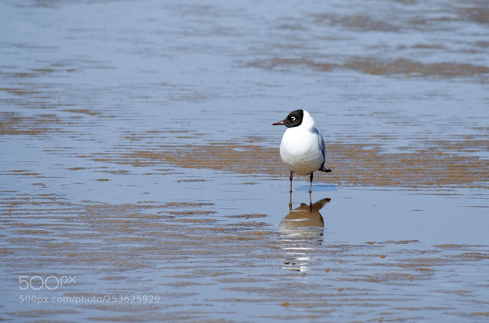 Nikon D5100 sample photo. Seagull photography