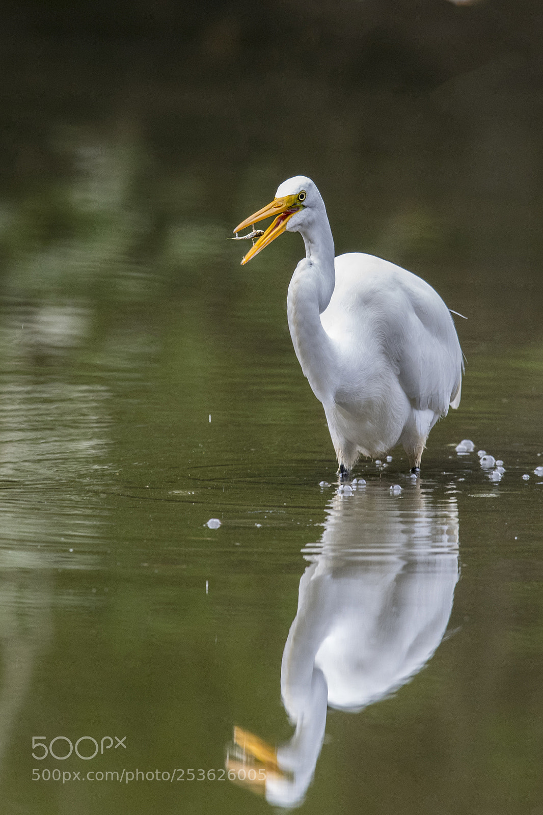 Nikon D850 sample photo. Great egret photography