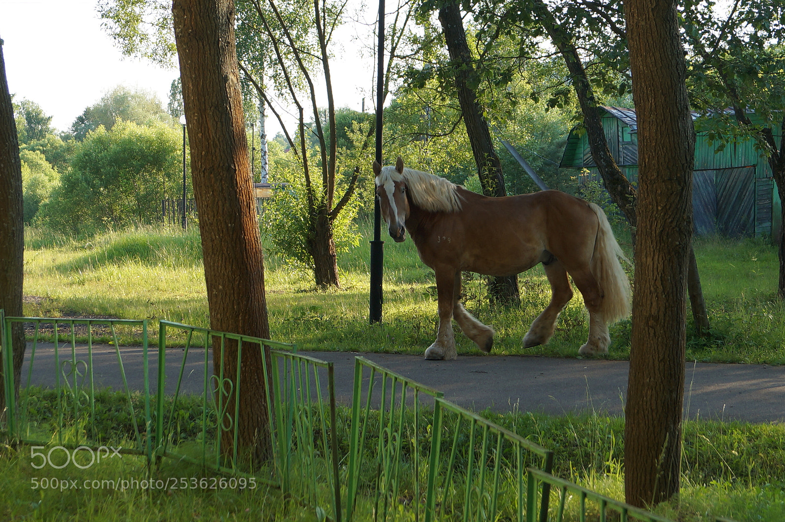 Sony SLT-A57 sample photo. Untitled photography