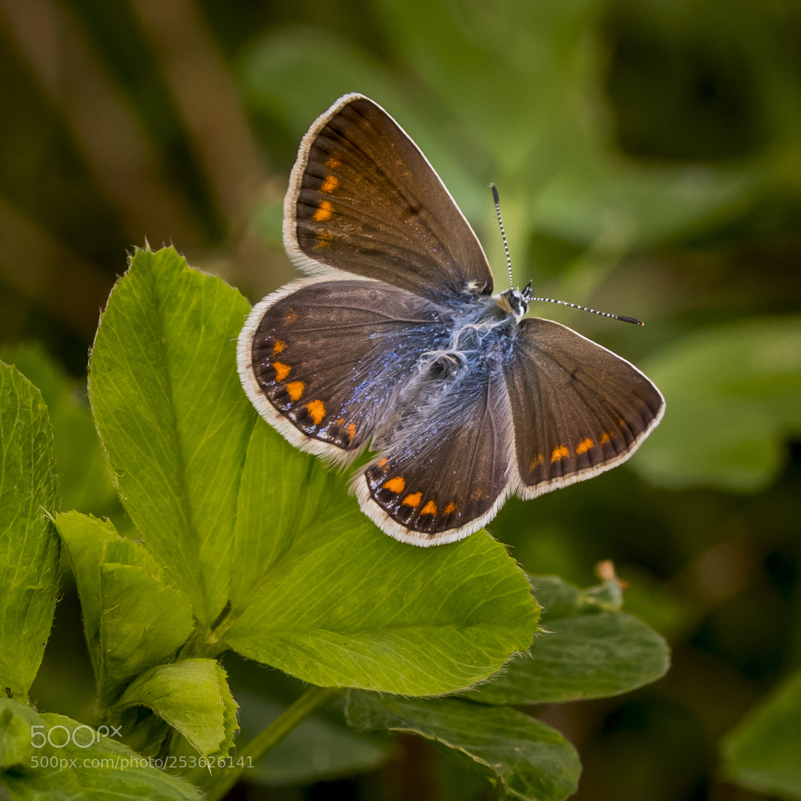Nikon D500 sample photo. Polyommatus icarus photography