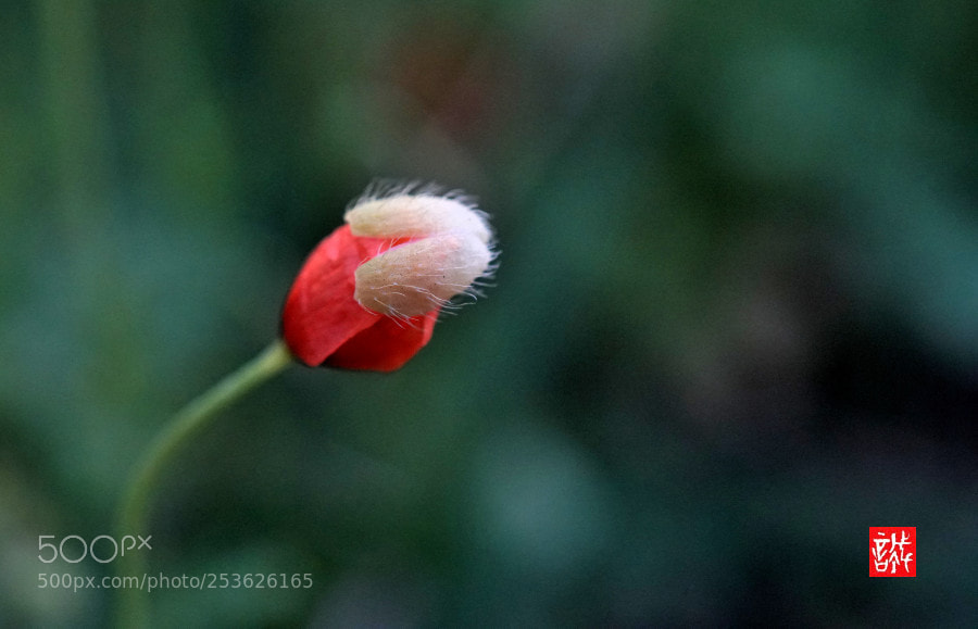 Sony a6500 sample photo. Poppy 0414 photography