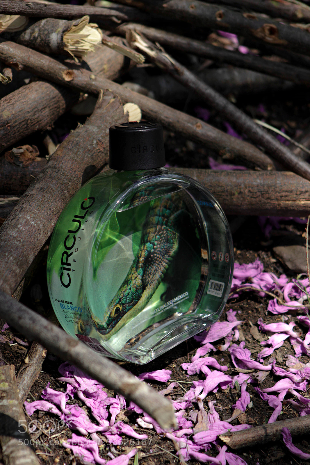 Canon EOS 600D (Rebel EOS T3i / EOS Kiss X5) sample photo. Abronia graminea@ photography
