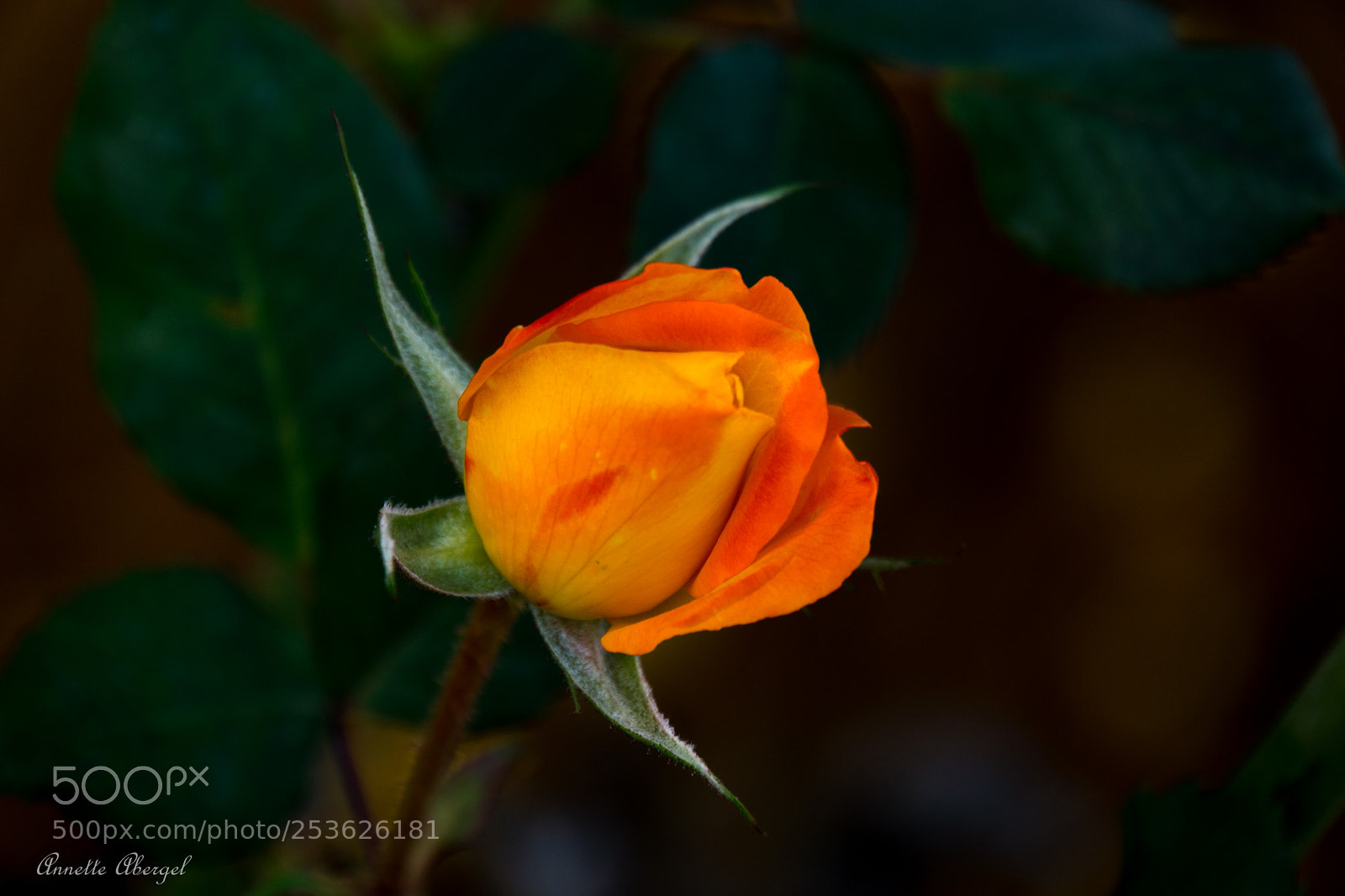 Sony a6000 sample photo. The rosebud photography