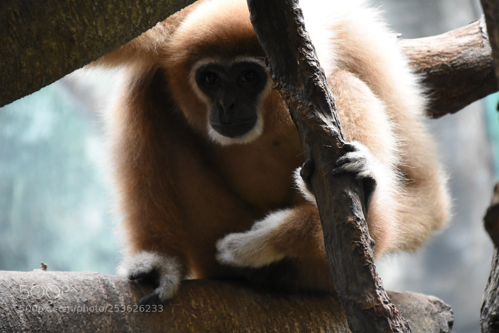 Nikon D3400 sample photo. Monkey from a zoo photography