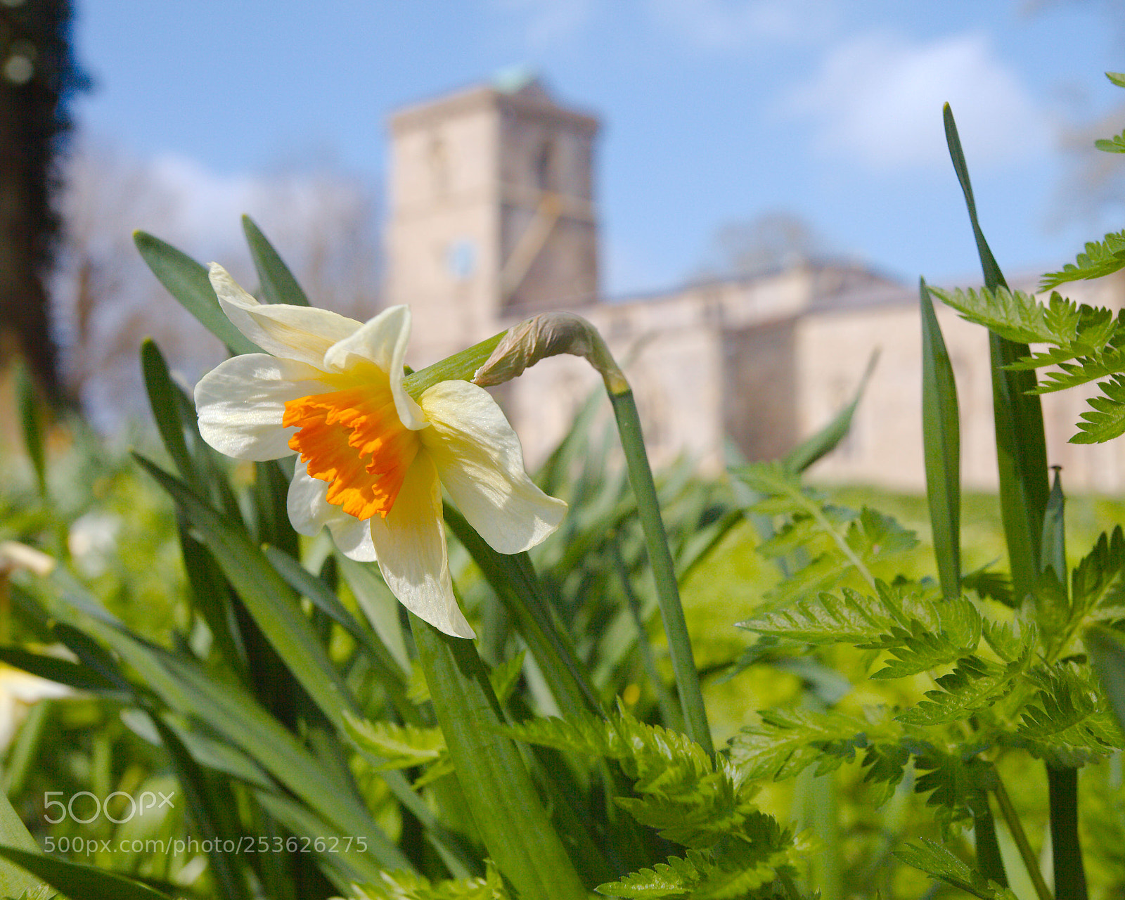Canon EOS 5D Mark II sample photo. Spring in england photography