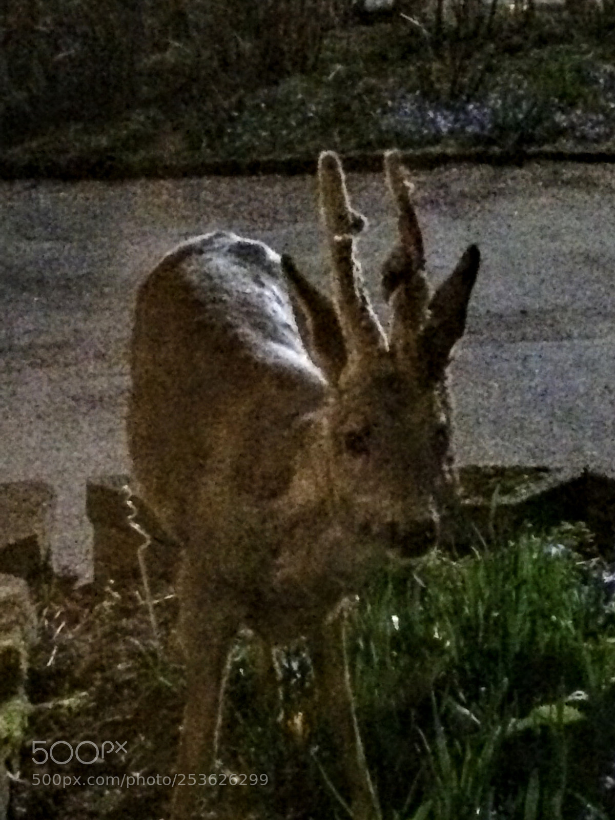 Apple iPhone 5s sample photo. Intruding? who? me? photography