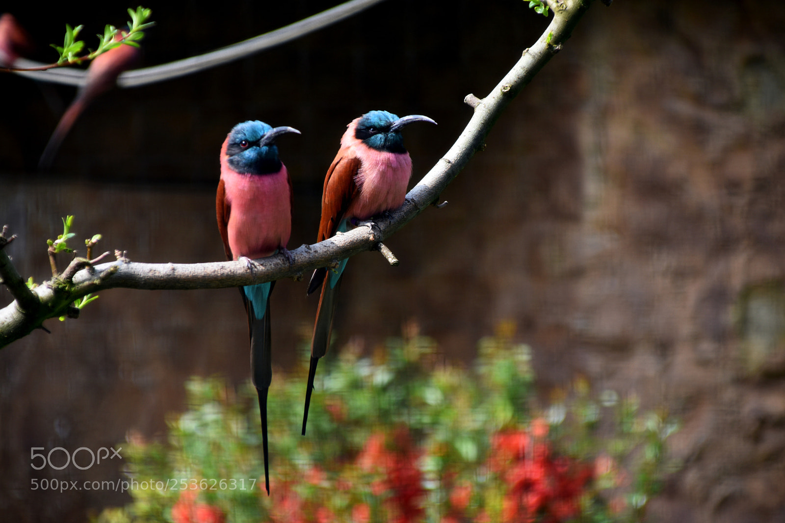 Nikon D3400 sample photo. From a zoo #1 photography