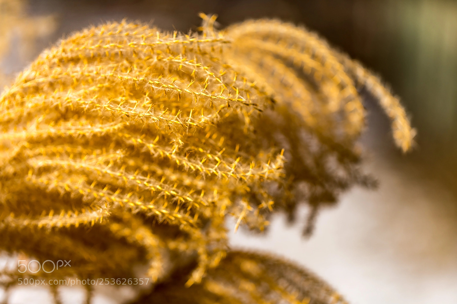Canon EOS 5D Mark IV sample photo. Golden fleece in winter photography