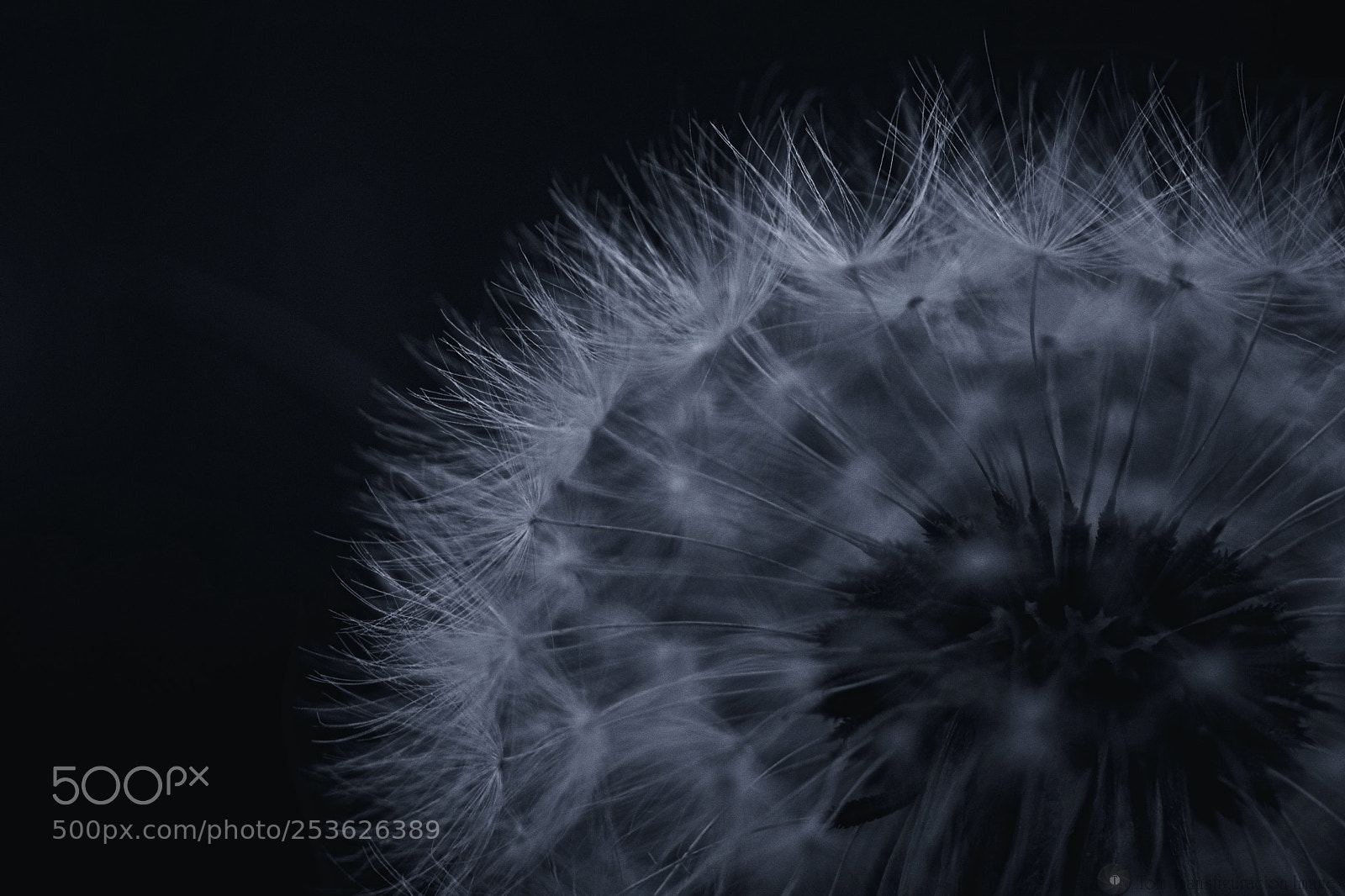 Nikon D500 sample photo. Shines photography