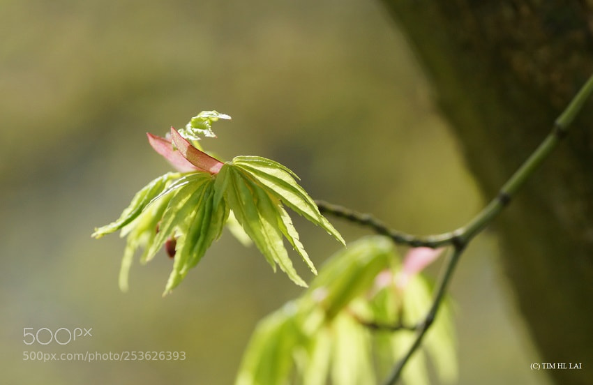 Sony SLT-A77 sample photo. Spring pink photography