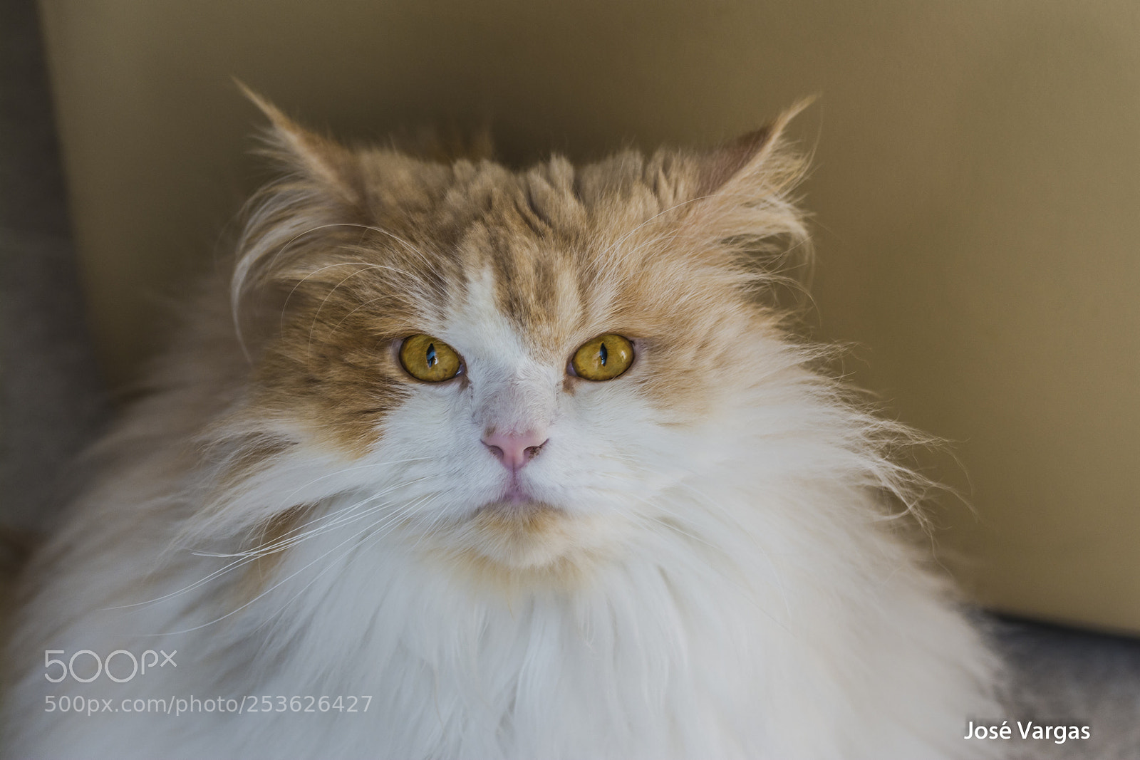 Nikon D7100 sample photo. Sr.lenny photography