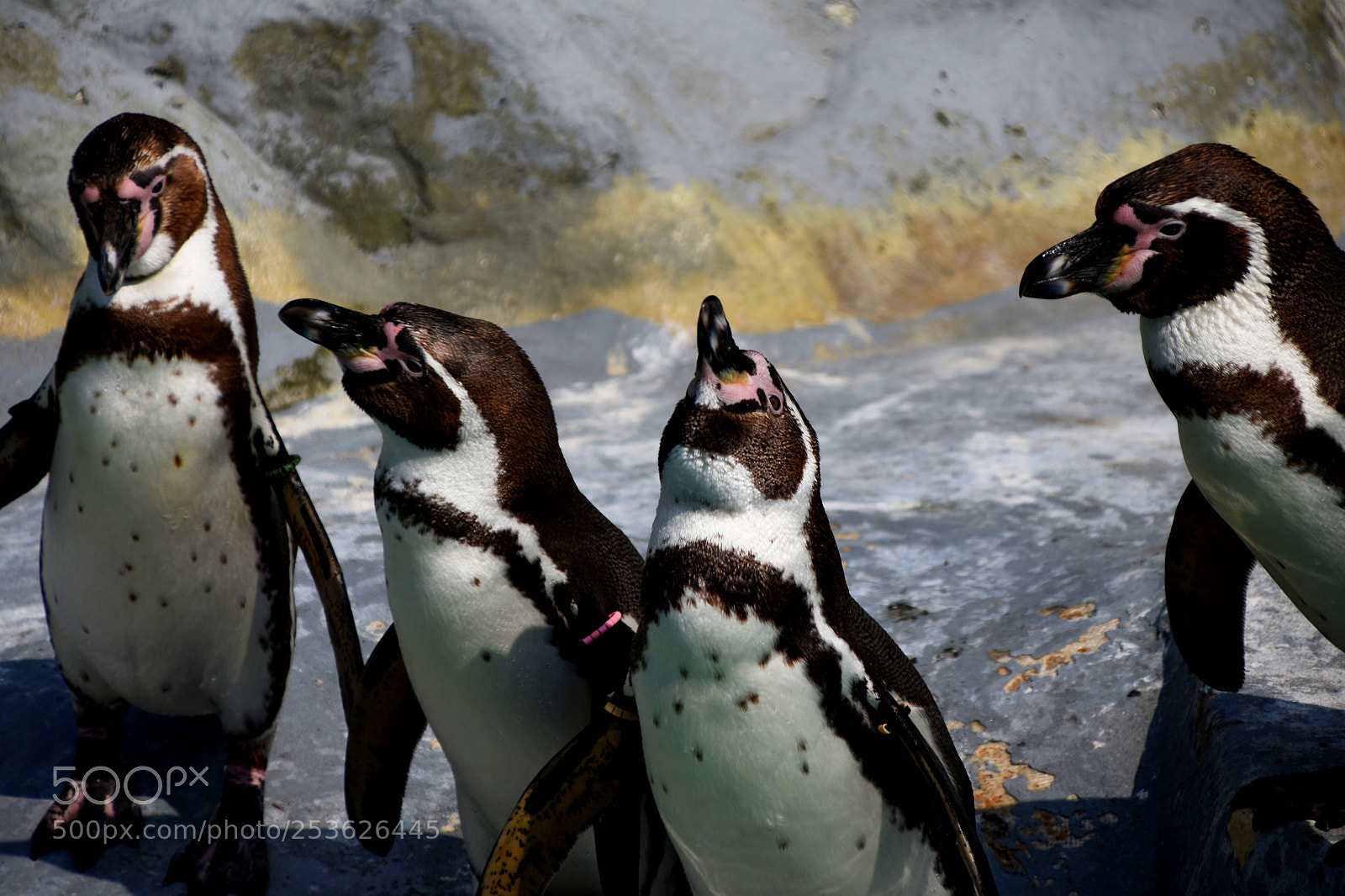 Nikon D3400 sample photo. Pinguins photography