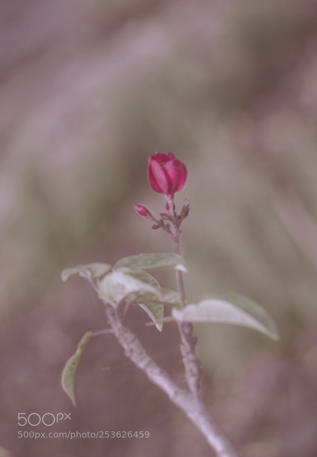 Sony Alpha NEX-5N sample photo. Flower photography