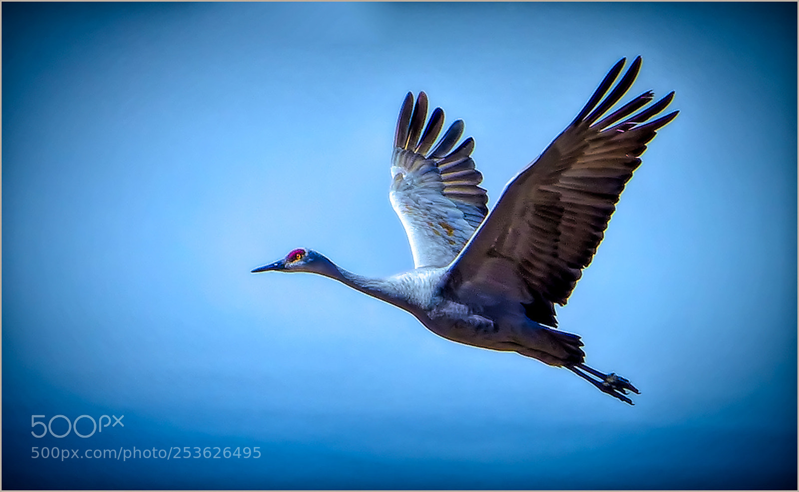 Panasonic Lumix DMC-FZ200 sample photo. Sandhill crane photography