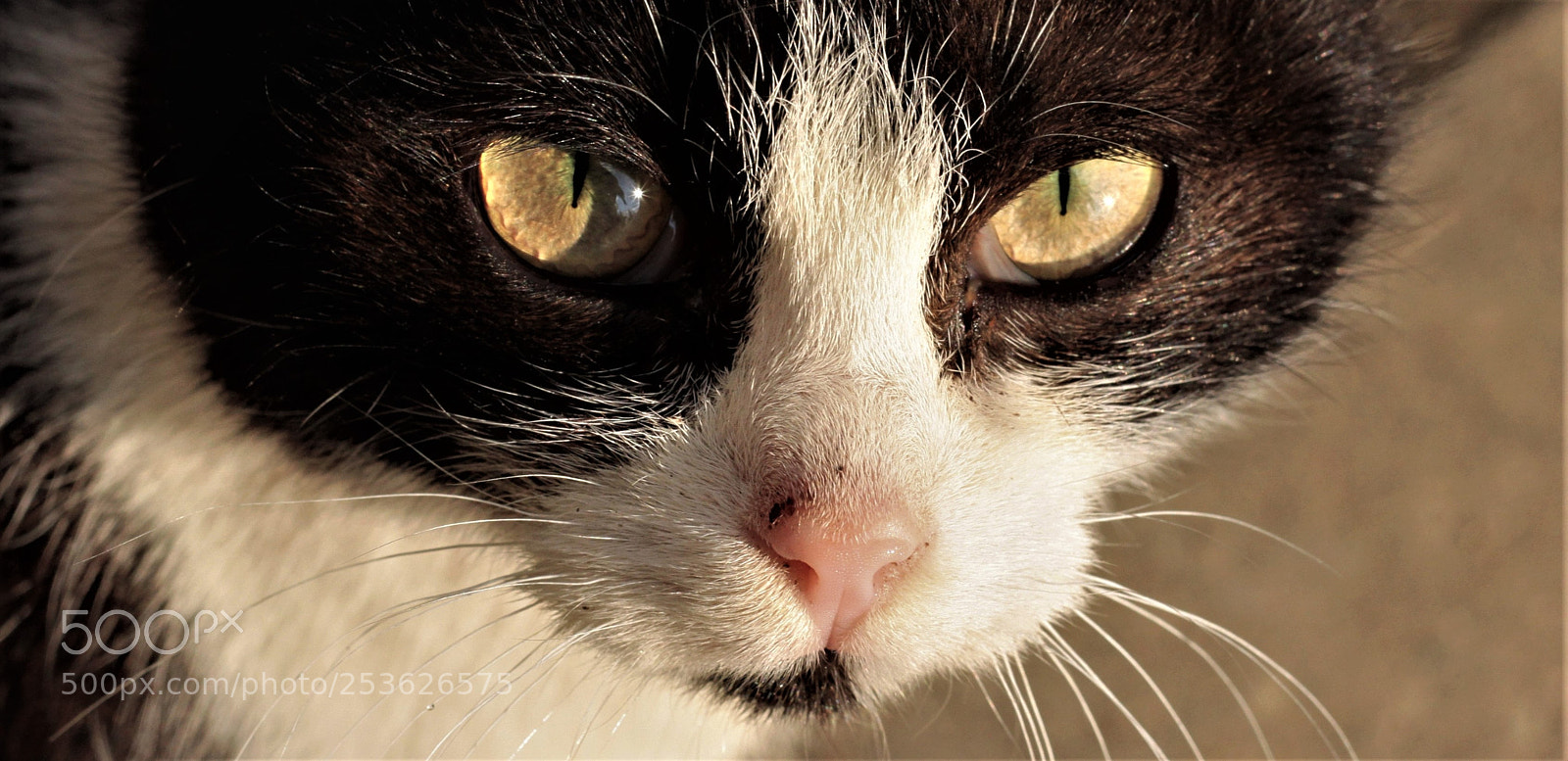 Canon EOS 50D sample photo. You are my sunshine photography