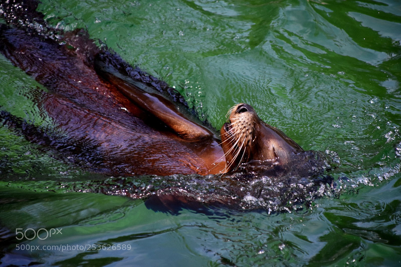 Nikon D3400 sample photo. Zoo colection photography