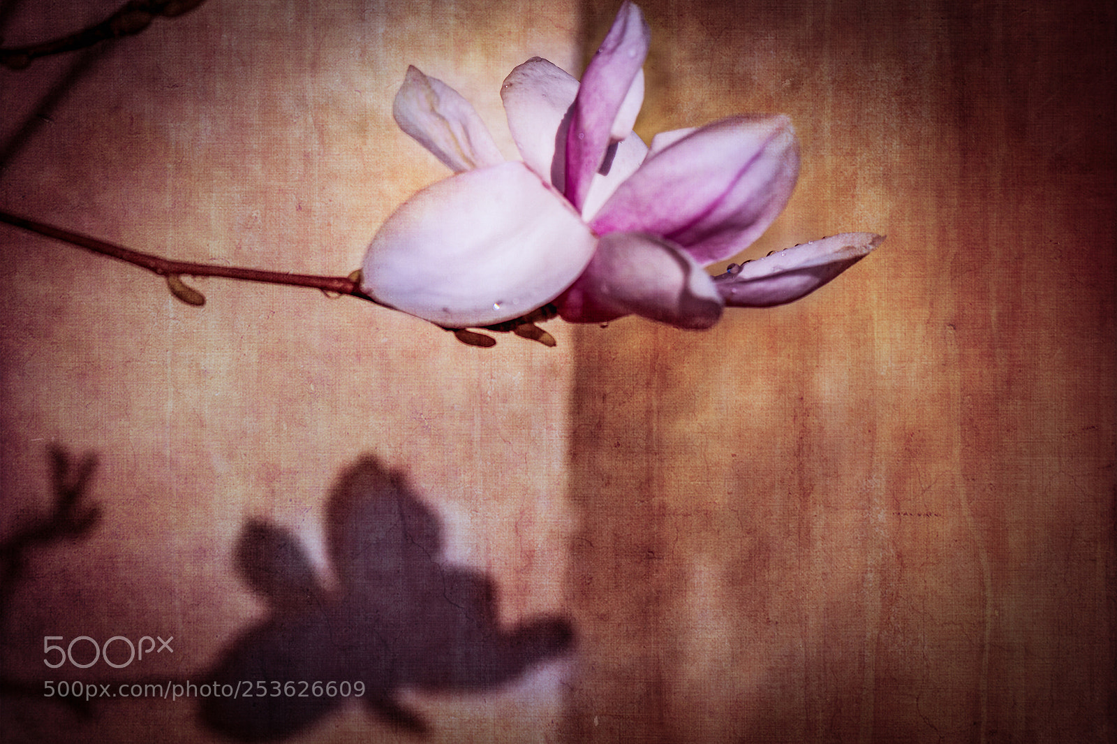 Nikon D4 sample photo. Magnolia shadows photography