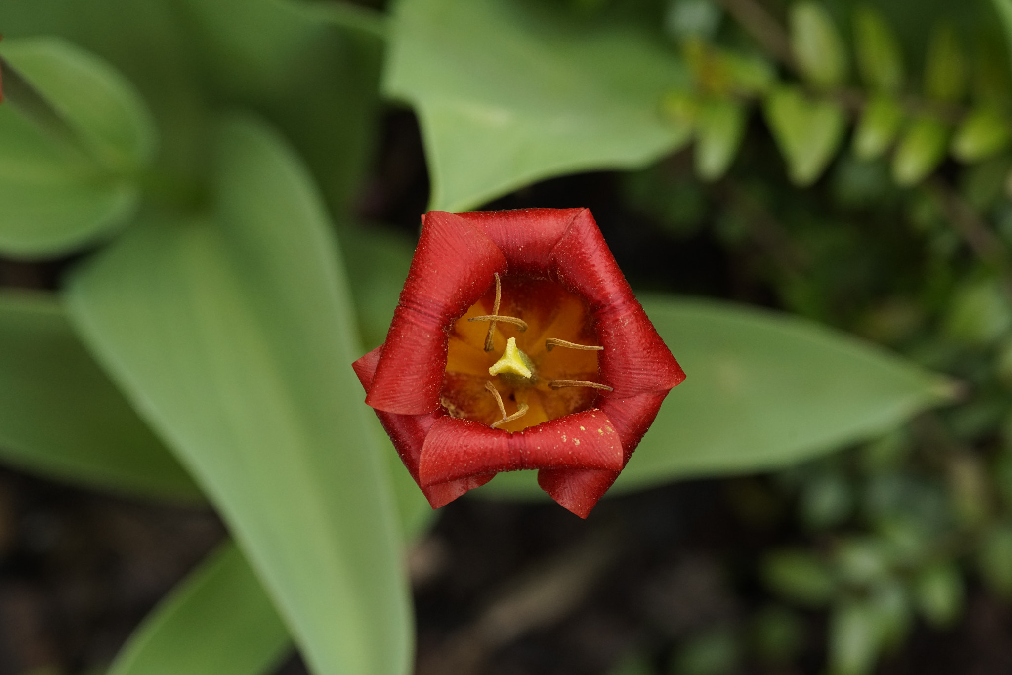 Minolta AF 100mm F2.8 Macro [New] sample photo. Tulpe photography