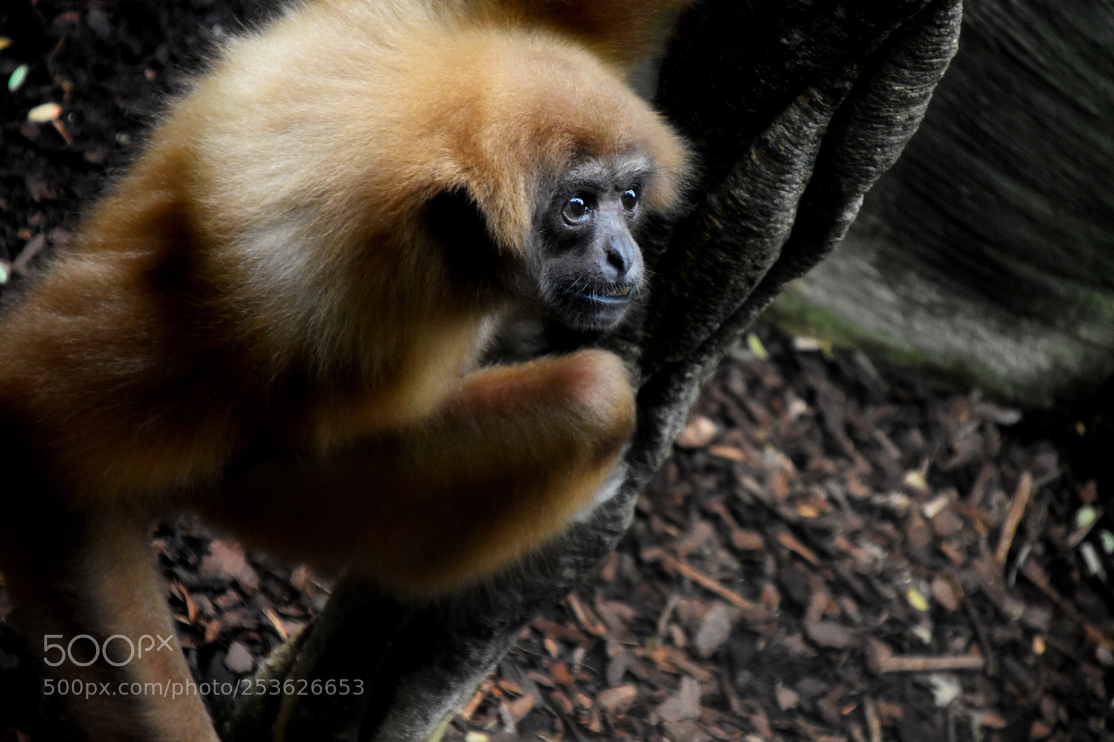 Nikon D3400 sample photo. Monkey #2 photography
