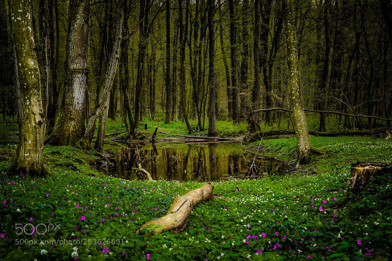 Nikon D5600 sample photo. Fairytale bukovnica lake photography